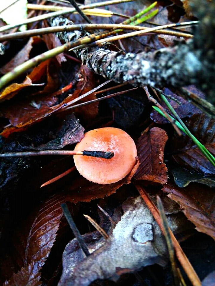 mushroom