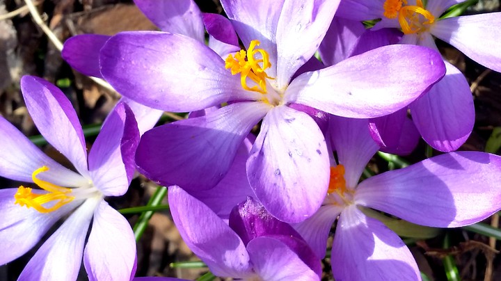 Krokus
