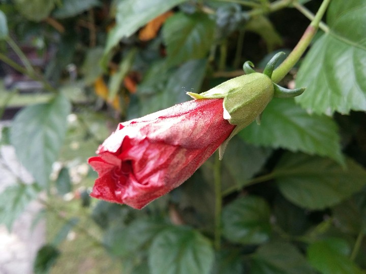 bloosom
