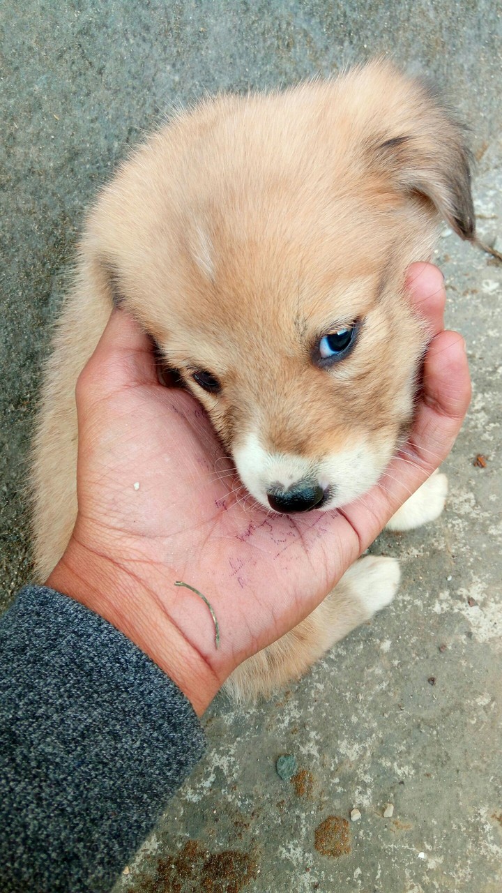 Dog