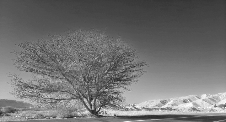 desert tree 2