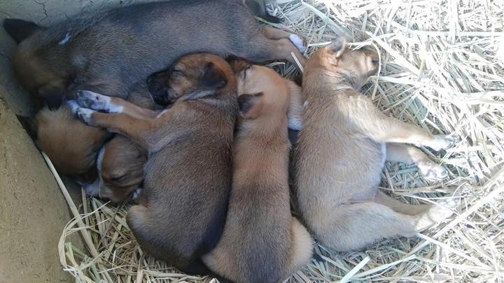PUPPIES