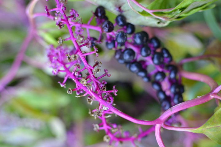 Purple.