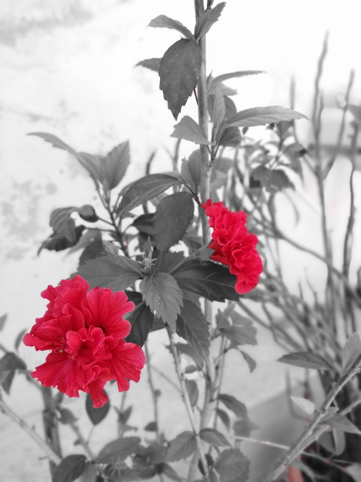 red flowers
