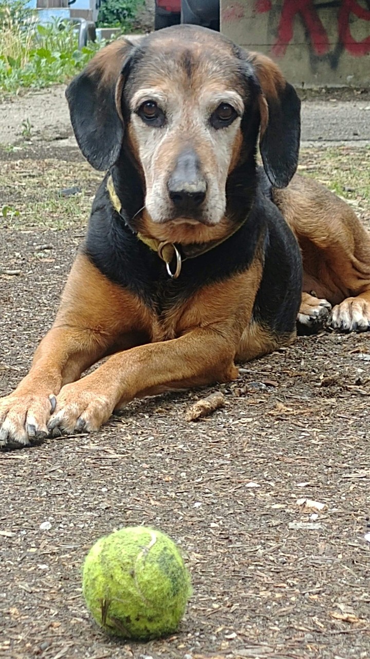 DOG AND BALL