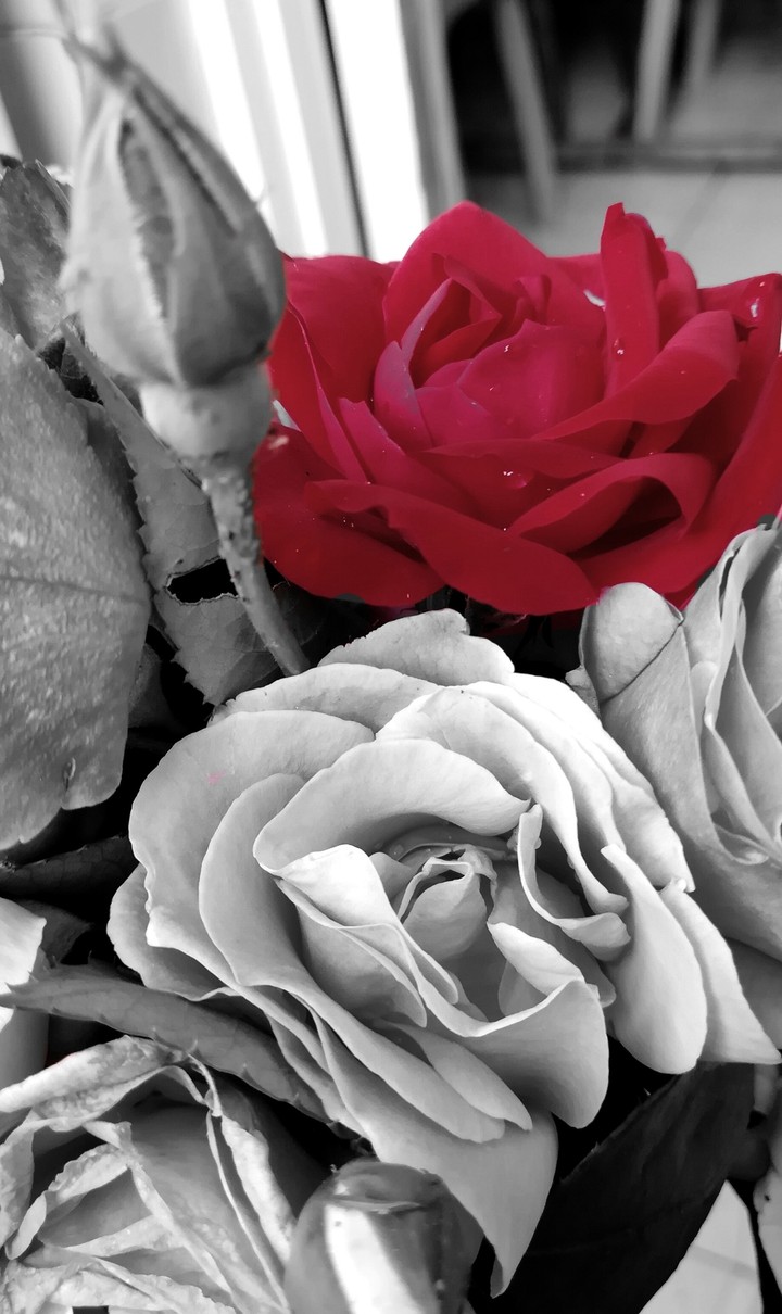red rose
