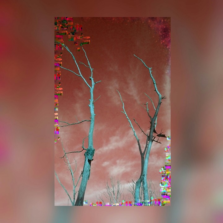 trees