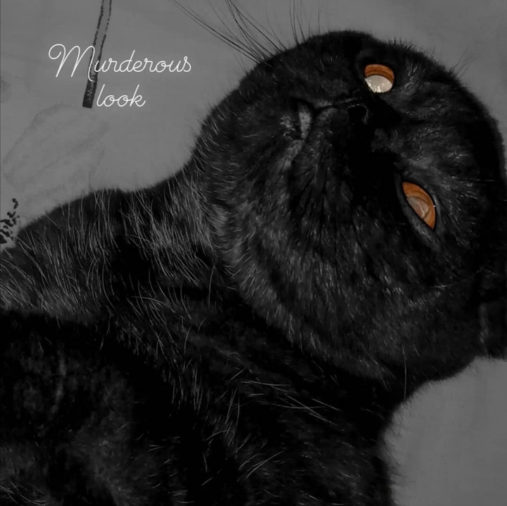beautiful cat