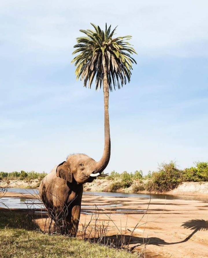 Elephant