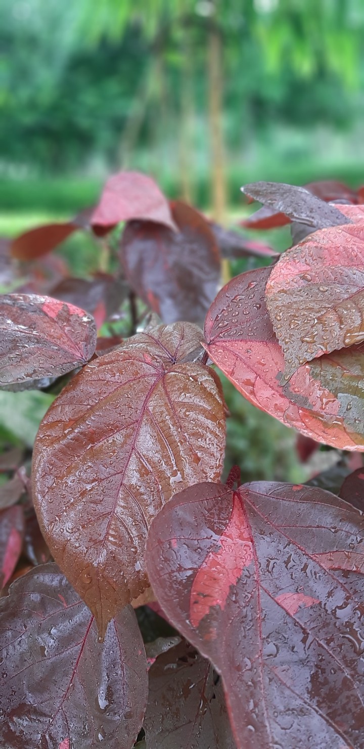 red leaves