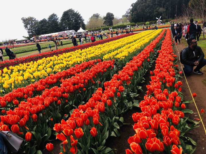 tulip festival #??Melbounre
