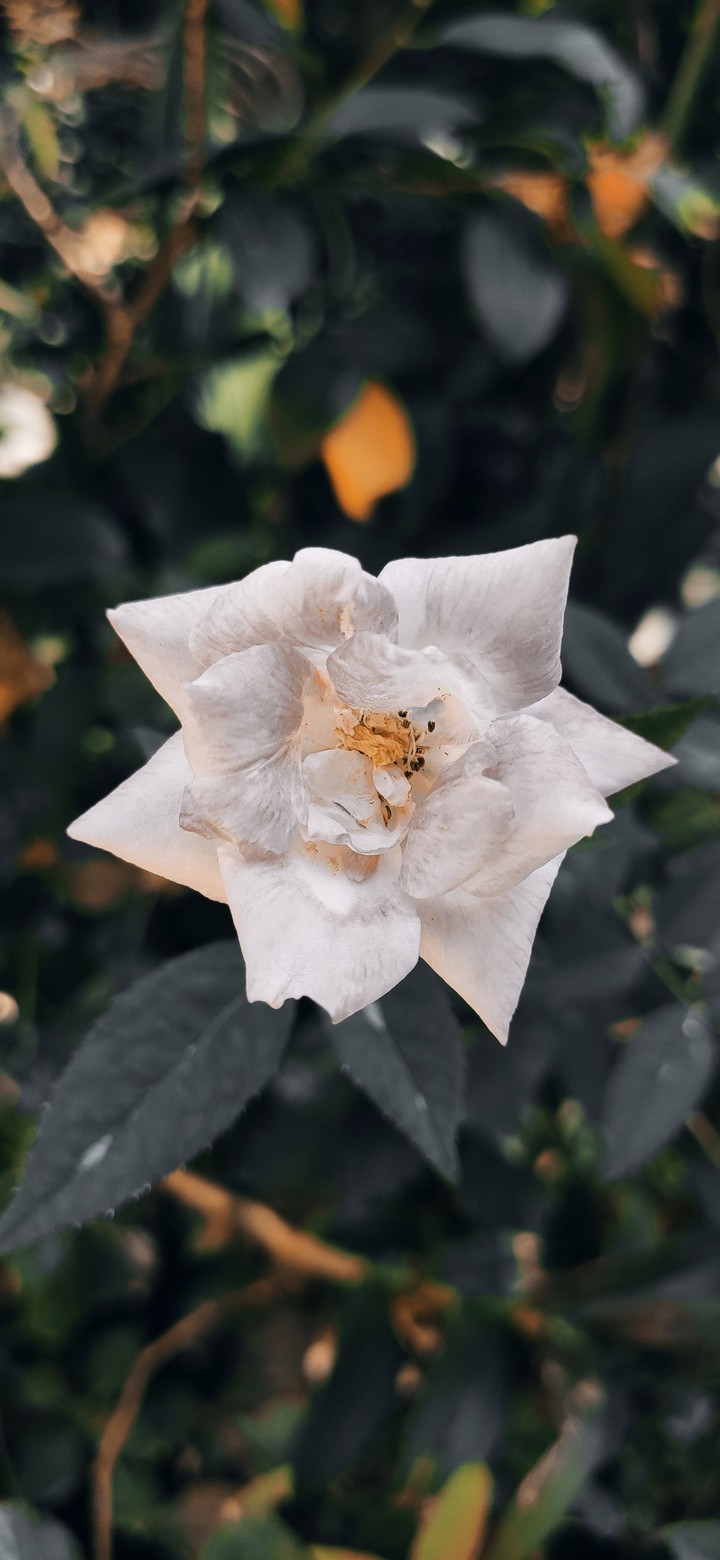 rose