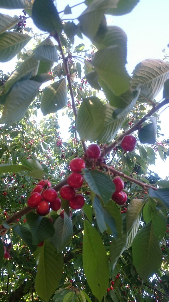 berry from Ukraine
