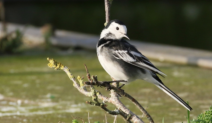 Wagtail