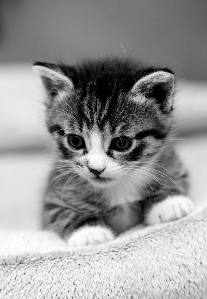 Adorable Cat