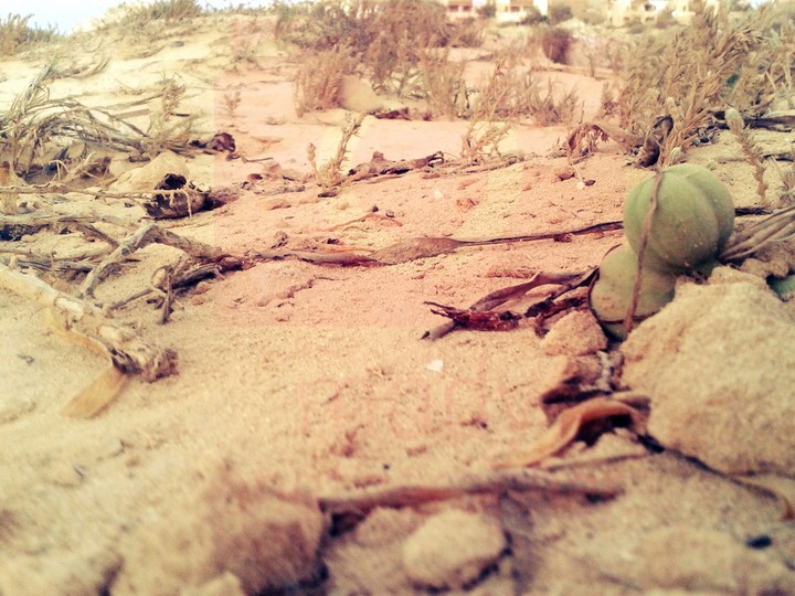 a long desert