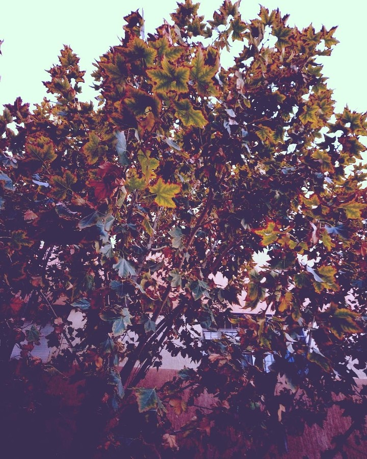 A picture of a tree in autumn