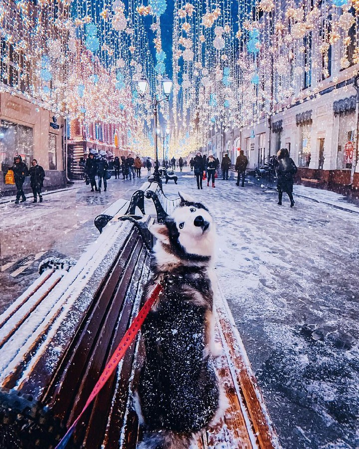 ЖИВОТНЫЕ