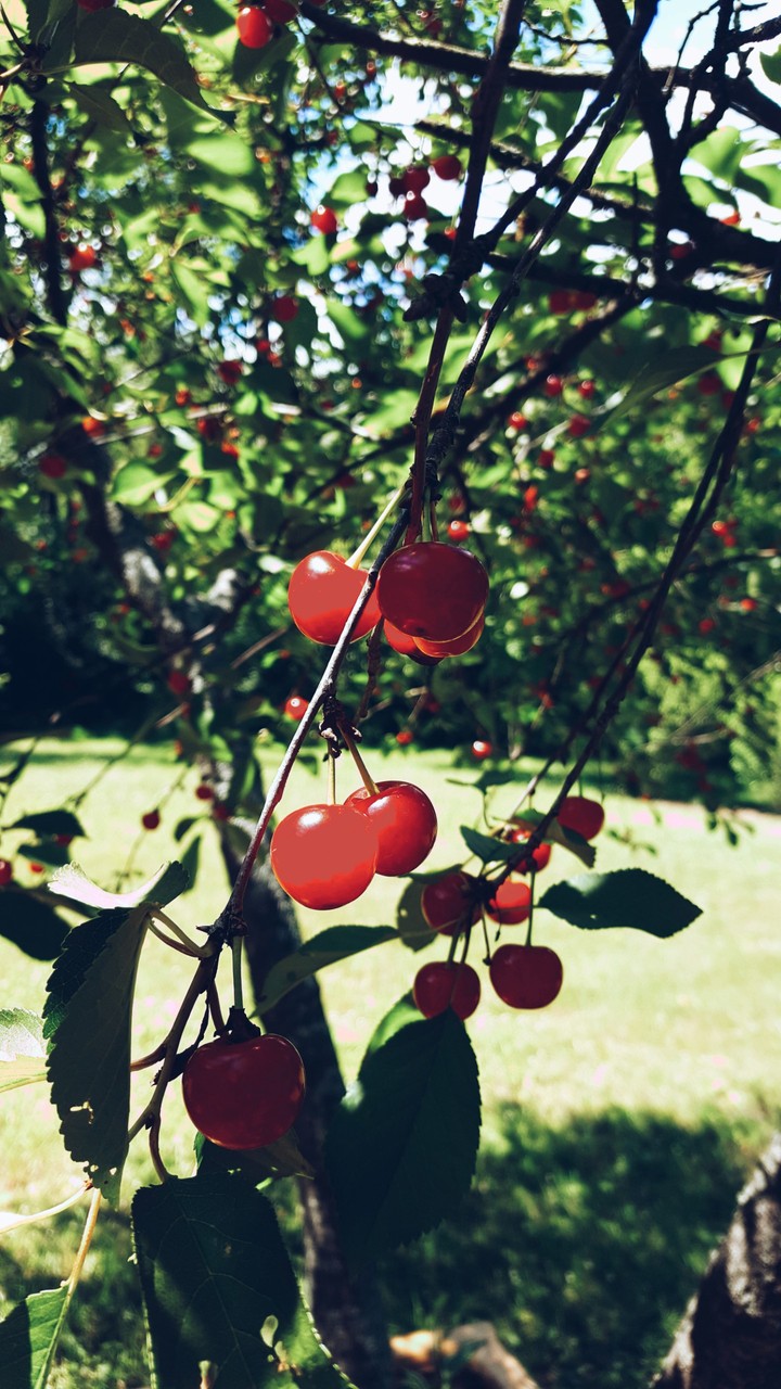 Under the Cherry Tree