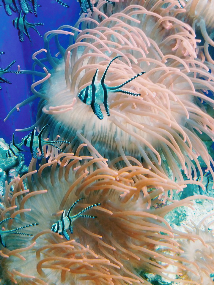 Aquarium