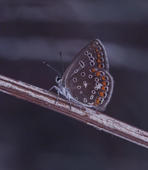 sfondi closeup, butterfly