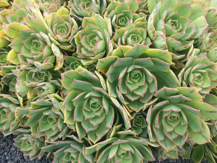 greenflower