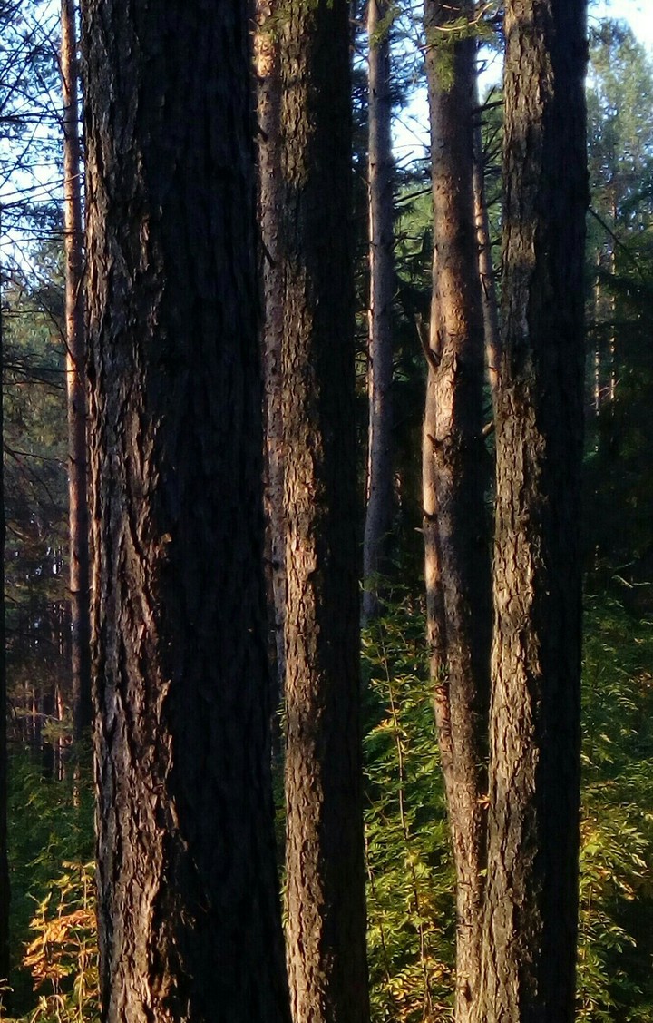 стволы