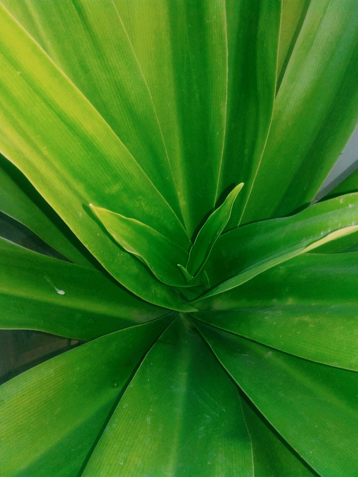 green plant