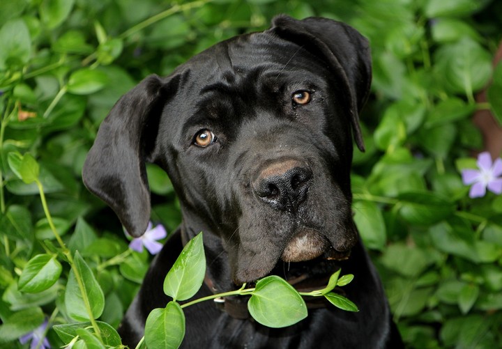 Black Beauty