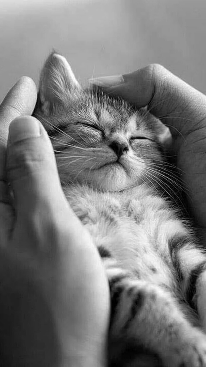 cat in hands
