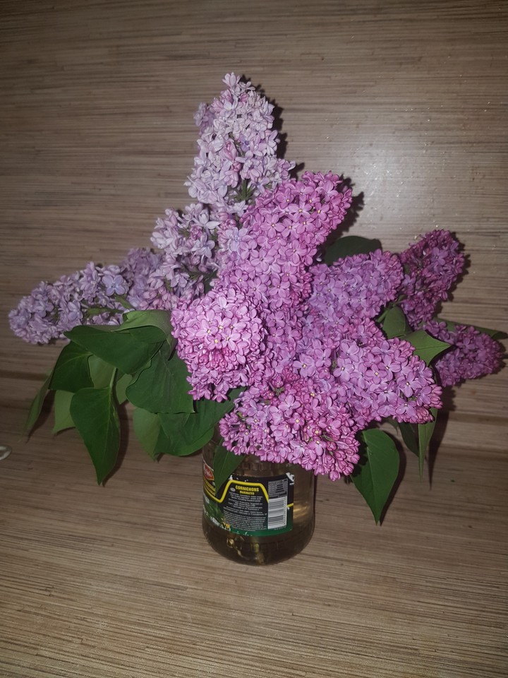 сирень 1