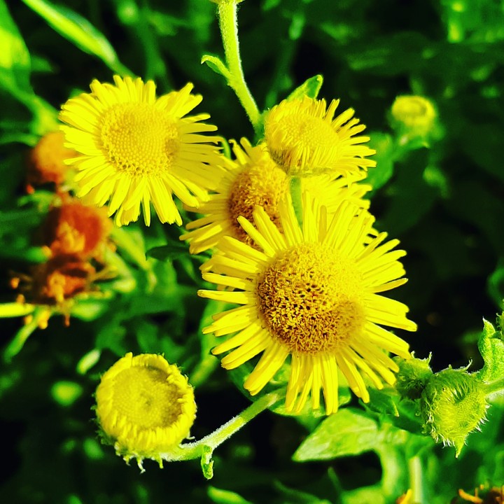 yellow flowers