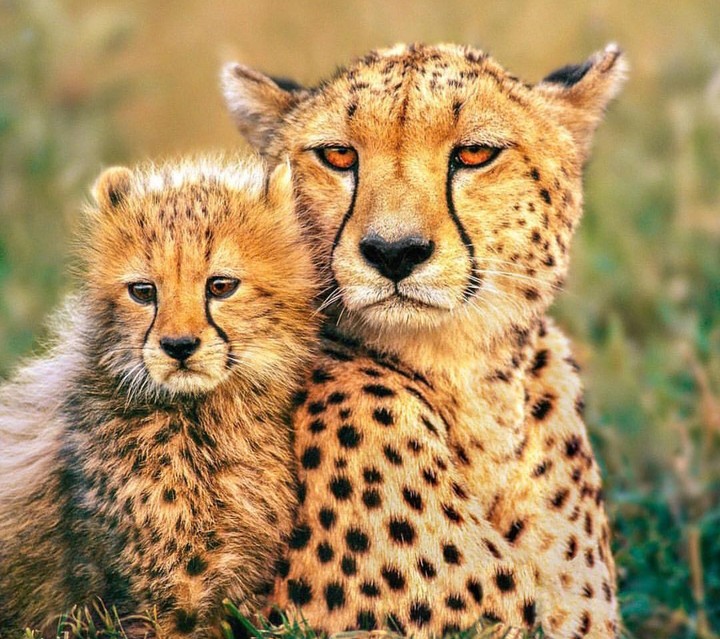 cheetas