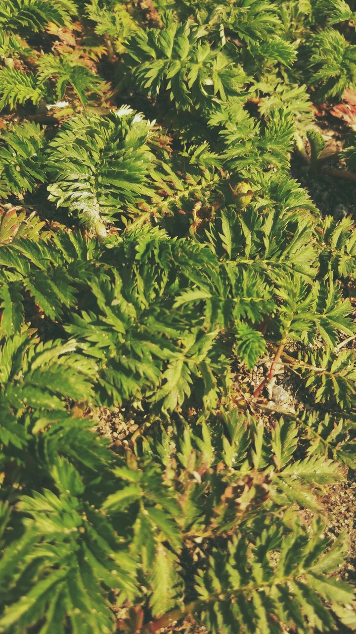 some sort of grass