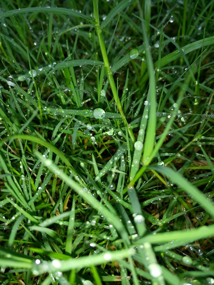 dew drops!!