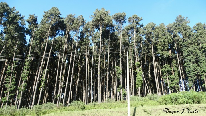 Trees grow by the road side in Kericho Town, Kenya.