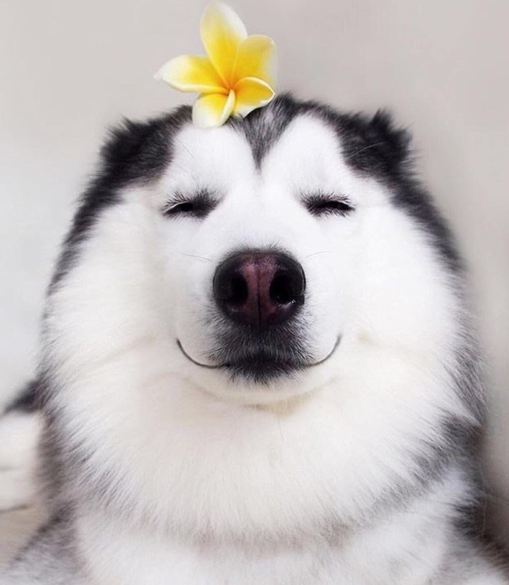 happy dog