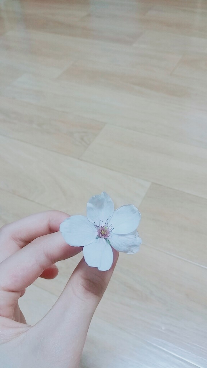 벚꽃