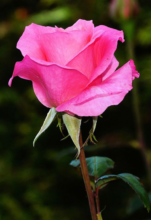 toujours un rose