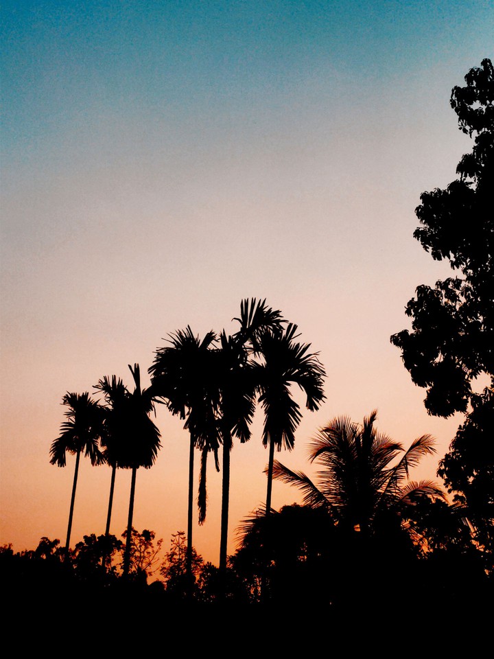 sunsets and palm trees