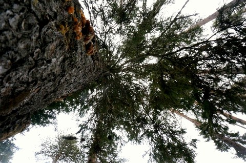 Wood