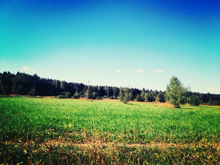 Russian field