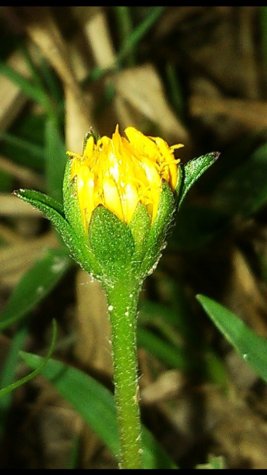 vallikunnam