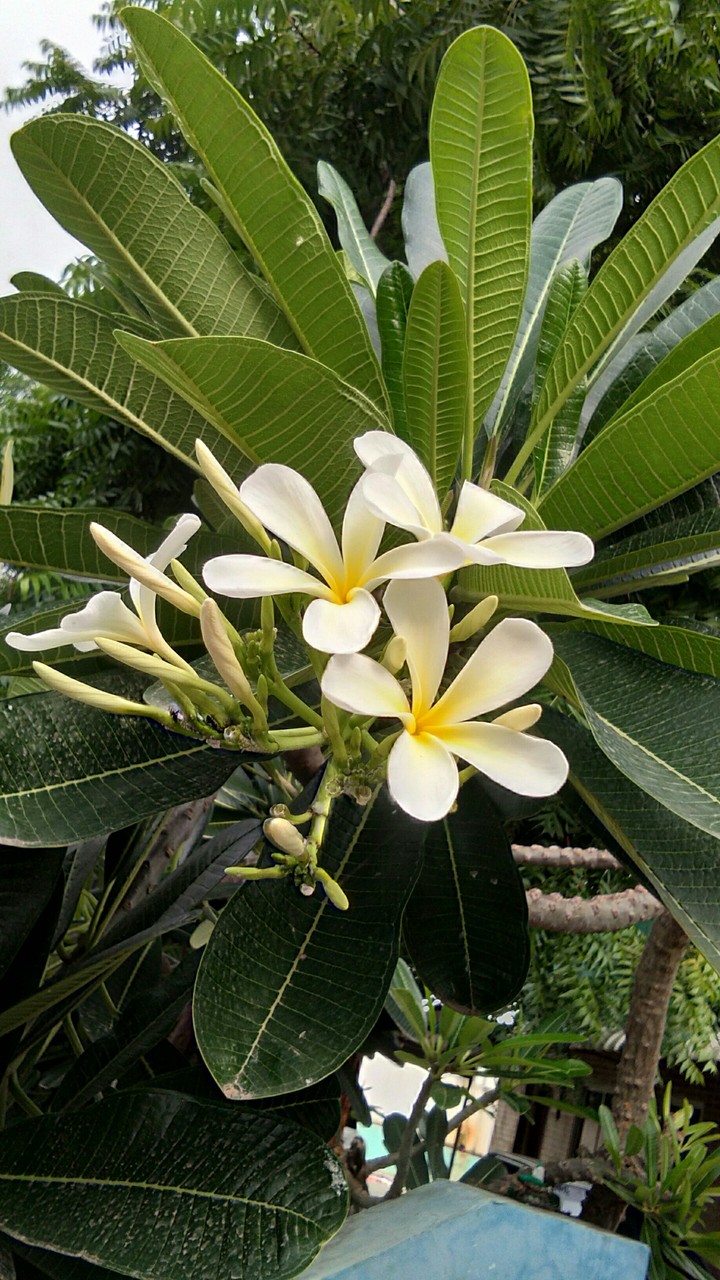 flower