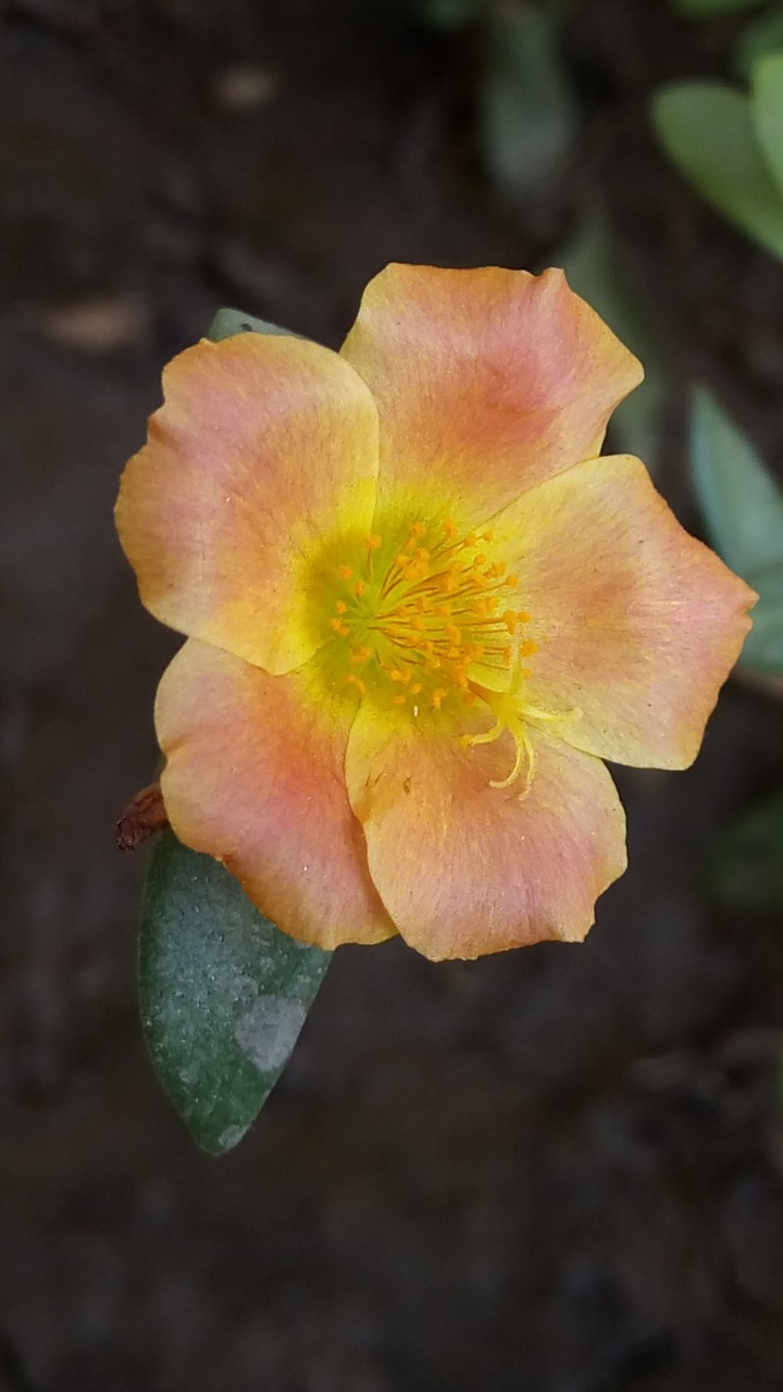 my click