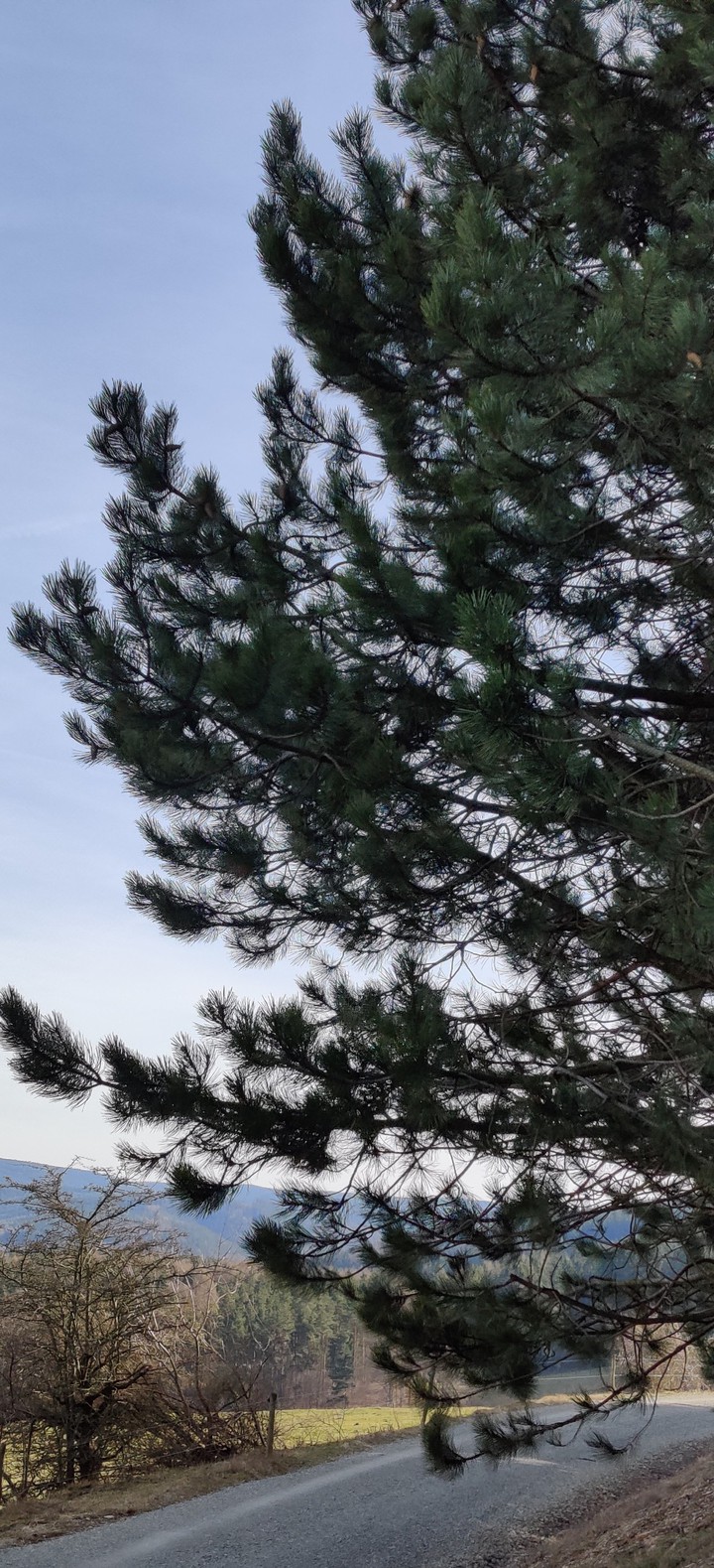 Just a pine