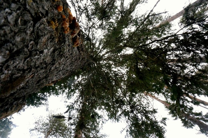 Wood