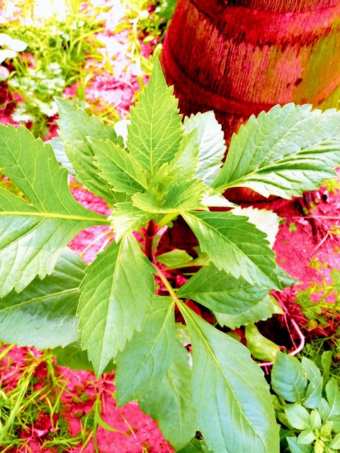 plant