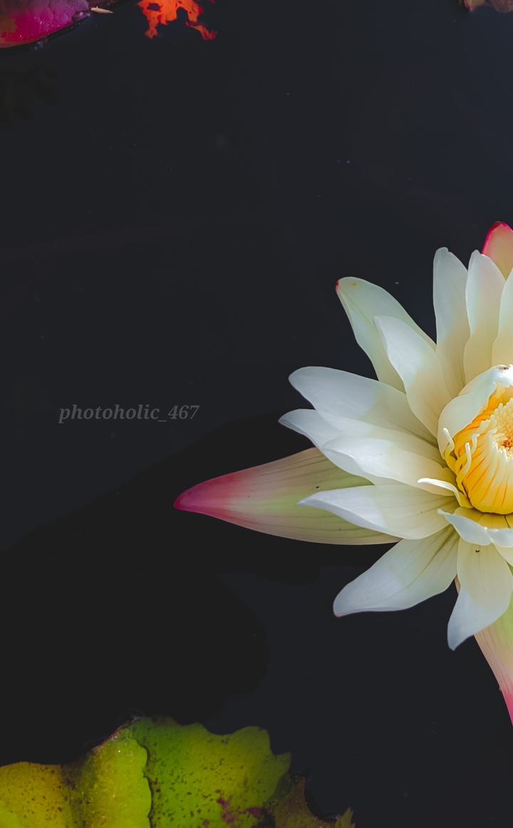 Water Lily