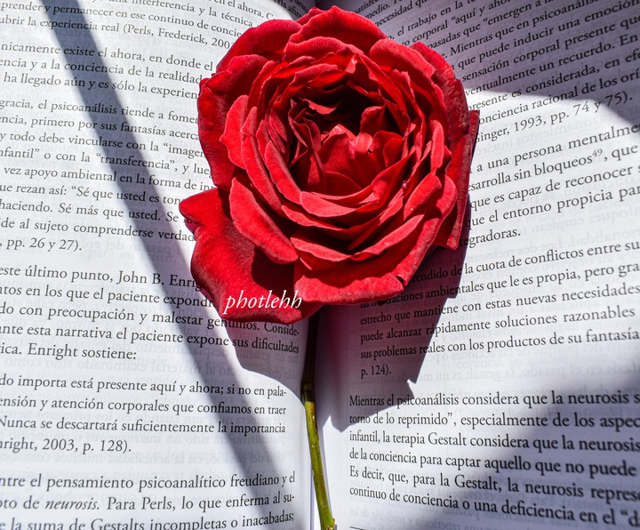 Rosas